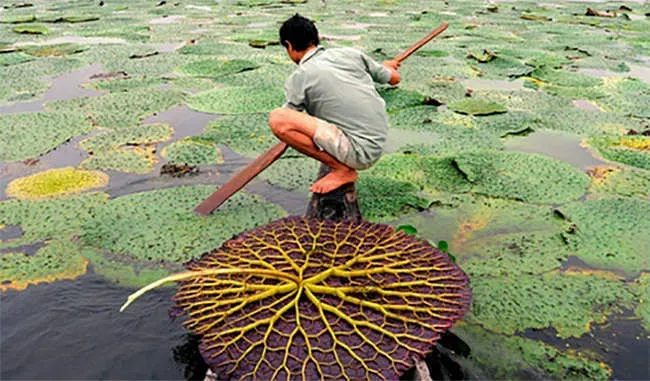 Traditional harvesting of lotus seeds in Bihar, India – birthplace of the super snack.