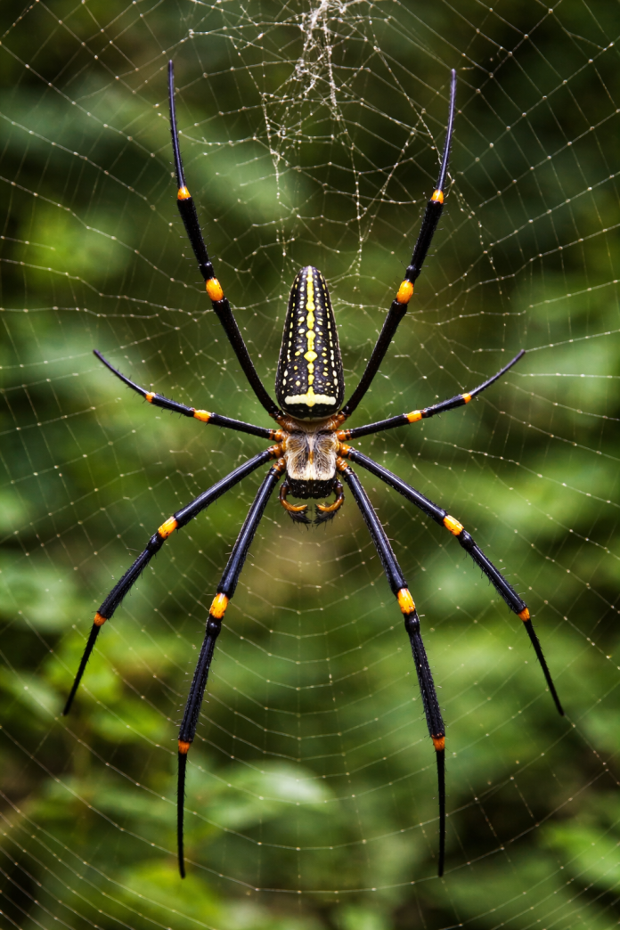 Nephila spider