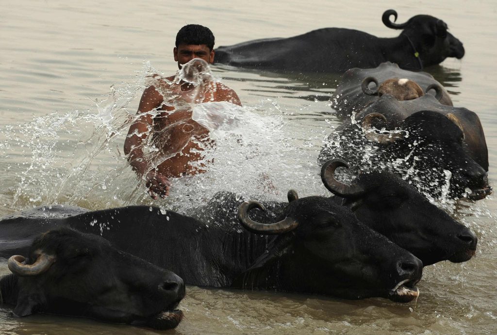 animals and heat wave cool down