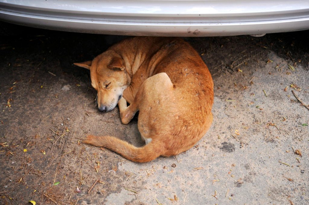 animals and heatwave shelter