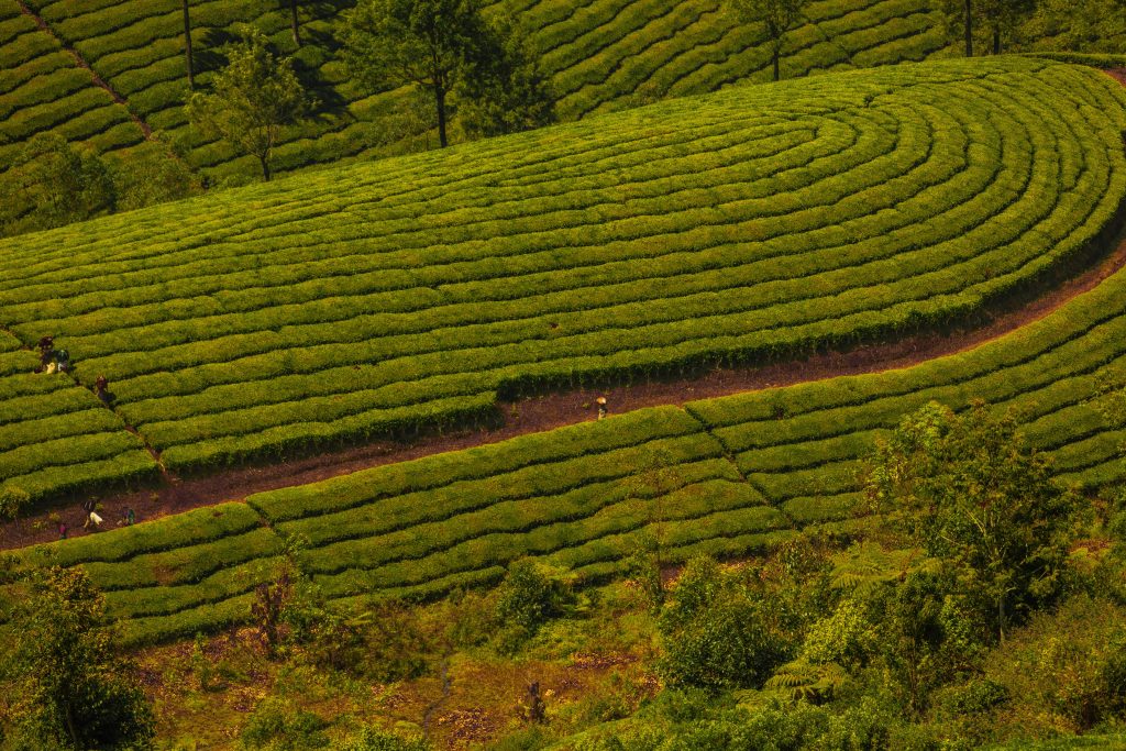 Current image: munnar